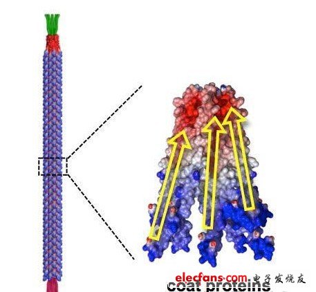 M13噬菌體的形狀。制成了長(zhǎng)880nm，直徑為6.6nm的棒狀。構(gòu)成外膜部分的2700個(gè)蛋白質(zhì)各呈螺旋狀，在外力作用下產(chǎn)生變形時(shí)就會(huì)極化