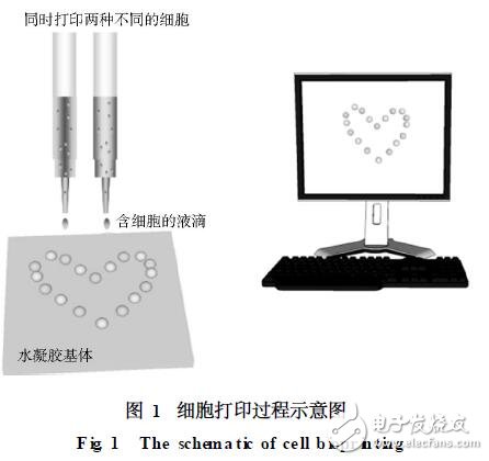 細(xì)胞打印技術(shù)的開發(fā)及應(yīng)用