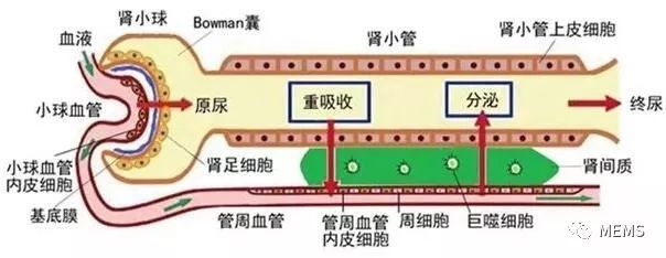 器官芯片最終取代動物實驗進行新藥開發(fā)邁出了堅實的一步